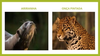 ARIRANHA ONÇA PINTADA
 