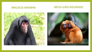 MACACO-ARANHA MICO-LEÃO-DOURADO
 