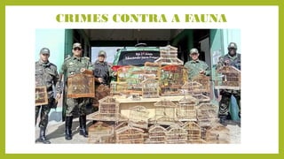 CRIMES CONTRA A FAUNA
 