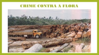 CRIME CONTRA A FLORA
 