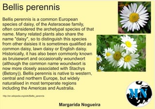 Bellis perennis
Bellis perennis is a common European
species of daisy, of the Asteraceae family,
often considered the archetypal species of that
name. Many related plants also share the
name "daisy", so to distinguish this species
from other daisies it is sometimes qualified as
common daisy, lawn daisy or English daisy.
Historically, it has also been commonly known
as bruisewort and occasionally woundwort
(although the common name woundwort is
now more closely associated with Stachys
(Betony)). Bellis perennis is native to western,
central and northern Europe, but widely
naturalised in most temperate regions
including the Americas and Australia.
http://en.wikipedia.org/wiki/Bellis_perennis MN
Margarida Nogueira
 
