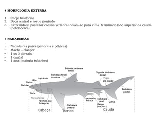 # MORFOLOGIA EXTERNA
1. Corpo fusiforme
2. Boca ventral e rostro pontudo
3. Extremidade posterior coluna vertebral desvia-se para cima terminado lobo superior da cauda
(heterocerca)
# NADADEIRAS
• Nadadeiras pares (peitorais e pélvicas)
• Macho – clásper
• 1 ou 2 dorsais
• 1 caudal
• 1 anal (maioria tubarões)
 