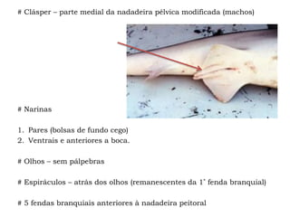 # Clásper – parte medial da nadadeira pélvica modificada (machos)
# Narinas
1. Pares (bolsas de fundo cego)
2. Ventrais e anteriores a boca.
# Olhos – sem pálpebras
# Espiráculos – atrás dos olhos (remanescentes da 1ª fenda branquial)
# 5 fendas branquiais anteriores à nadadeira peitoral
 