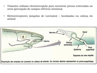 • Tubarões utilizam eletrorrecepção para encontrar presas enterradas na
areia (percepção de campos elétricos mínimos).
• Eletrorreceptores (ampolas de Lorenzini) – localizadas na cabeça do
animal
 