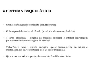 ■ SISTEMA ESQUELÉTICO
• Crânio cartilaginoso completo (condrocrânio)
• Crânio parcialmente calcificado (ausência de osso verdadeiro)
• 1º arco branquial – origina as maxilas superior e inferior (cartilagem
palatoquadrada e cartilagem de Meckel)
• Tubarões e raias - maxila superior liga-se frouxamente ao crânio e
sustentada na parte posterior pelo 2º arco branquial;
• Quimeras - maxila superior firmemente fundida ao crânio.
 