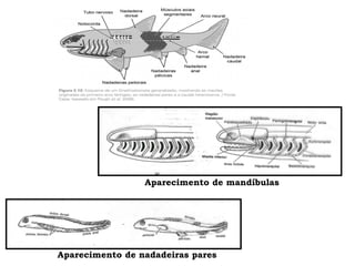 Aparecimento de mandíbulas
Aparecimento de nadadeiras pares
 