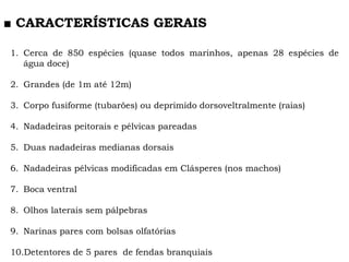 1. Cerca de 850 espécies (quase todos marinhos, apenas 28 espécies de
água doce)
2. Grandes (de 1m até 12m)
3. Corpo fusiforme (tubarões) ou deprimido dorsoveltralmente (raias)
4. Nadadeiras peitorais e pélvicas pareadas
5. Duas nadadeiras medianas dorsais
6. Nadadeiras pélvicas modificadas em Clásperes (nos machos)
7. Boca ventral
8. Olhos laterais sem pálpebras
9. Narinas pares com bolsas olfatórias
10.Detentores de 5 pares de fendas branquiais
■ CARACTERÍSTICAS GERAIS
 