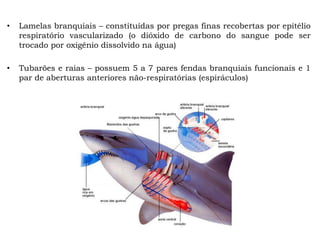 • Lamelas branquiais – constituídas por pregas finas recobertas por epitélio
respiratório vascularizado (o dióxido de carbono do sangue pode ser
trocado por oxigênio dissolvido na água)
• Tubarões e raias – possuem 5 a 7 pares fendas branquiais funcionais e 1
par de aberturas anteriores não-respiratórias (espiráculos)
 