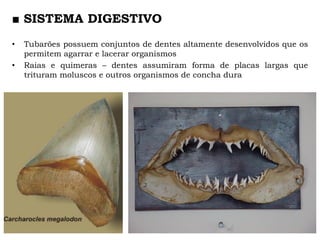 ■ SISTEMA DIGESTIVO
• Tubarões possuem conjuntos de dentes altamente desenvolvidos que os
permitem agarrar e lacerar organismos
• Raias e quimeras – dentes assumiram forma de placas largas que
trituram moluscos e outros organismos de concha dura
 