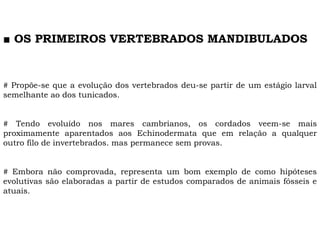 # Propõe-se que a evolução dos vertebrados deu-se partir de um estágio larval
semelhante ao dos tunicados.
# Tendo evoluído nos mares cambrianos, os cordados veem-se mais
proximamente aparentados aos Echinodermata que em relação a qualquer
outro filo de invertebrados. mas permanece sem provas.
# Embora não comprovada, representa um bom exemplo de como hipóteses
evolutivas são elaboradas a partir de estudos comparados de animais fósseis e
atuais.
■ OS PRIMEIROS VERTEBRADOS MANDIBULADOS
 