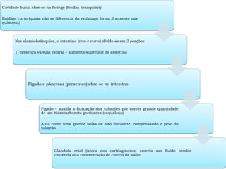 Cavidade bucal abre-se na faringe (fendas branquiais)
Esôfago curto (quase não se diferencia do estômago forma J ausente nas
quimeras)
Nos elasmobrânquios, o intestino (reto e curto) divide-se em 2 porções:
1ª presença válvula espiral – aumenta superfície de absorção
Fígado e pâncreas (presentes) abre-se no intestino
Fígado – auxilia a flutuação dos tubarões por conter grande quantidade
de um hidrocarboneto gorduroso (esqualeno)
Atua como uma grande bolsa de óleo flutuante, compensando o peso do
tubarão
Glândula retal (única nos cartilaginosos) secreta um fluído incolor
contendo alta concentração de cloreto de sódio
 