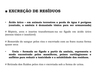 ■ EXCREÇÃO DE RESÍDUOS
• Ácido úrico – em animais terrestres a perda de água é perigosa
(contudo, a amônia é demasiado tóxica para ser armazenada)
# Répteis, aves e insetos transformam-na no fígado em ácido úrico
(menos tóxico e insolúvel)
# Removido do sangue pelos rins e excretado com as fezes numa forma
quase seca
• Ureia – formada no fígado a partir da amônia, representa o
modo encontrado pelos mamíferos, peixes cartilaginosos e
anfíbios para reduzir a toxicidade e a solubilidade dos resíduos.
# Retirada dos fluidos pelos rins e excretada sob a forma de urina.
 