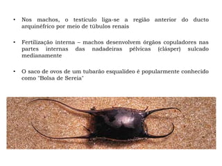 • Nos machos, o testículo liga-se a região anterior do ducto
arquinéfrico por meio de túbulos renais
• Fertilização interna – machos desenvolvem órgãos copuladores nas
partes internas das nadadeiras pélvicas (clásper) sulcado
medianamente
• O saco de ovos de um tubarão esqualídeo é popularmente conhecido
como "Bolsa de Sereia"
 