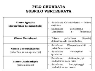 FILO CHORDATA
SUBFILO VERTEBRATA
Classe Agnatha
(desprovidos de mandíbula)
• Subclasse Ostracodermi – peixes
extintos
• Subclasse Ciclostoma –
Lampreias e feiticeiras
Classe Placodermi • Peixes primitivos (fósseis)
detentores de mandíbulas
Classe Chondrichthyes
(tubarões, raias, quimeras)
• Subclasse Elasmobranchii –
tubãrões e raias
• Subclasse Holocephali –
quimeras
Classe Osteichthyes
(peixes ósseos)
• Subclasse Actinopterygii –
nadadeiras com raios
• Subclasse Sarcopterygii –
nadadeiras carnosas
 