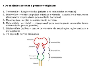 # Os encéfalos anterior e posterior originam:
1. Telencéfalo – função olfativa (origem dos hemisférios cerebrais)
2. Diencéfalo – centros impulsos olfativos e visuais (associa-se a estruturas
glandulares responsáveis pelo controle hormonal)
3. Mesencéfalo – centro de coordenação nervosa
4. Metencéfalo (cerebelo) – responsável pela coordenação muscular (mais
desenvolvido peixes grandes)
5. Mielencéfalo (bulbo) – centro de controle da respiração, ação cardíaca e
metabolismo
6. 10 pares de nervos cranianos
 