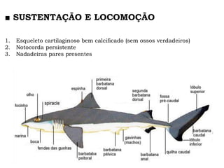 ■ SUSTENTAÇÃO E LOCOMOÇÃO
1. Esqueleto cartilaginoso bem calcificado (sem ossos verdadeiros)
2. Notocorda persistente
3. Nadadeiras pares presentes
 