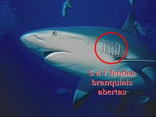 5 a 7 fendas
branquiais
abertas
 