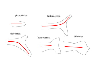 protocerca
dificerca
homocerca
hipocerca
heterocerca
 