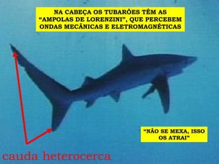 cauda heterocerca
NA CABEÇA OS TUBARÕES TÊM AS
“AMPOLAS DE LORENZINI”, QUE PERCEBEM
ONDAS MECÂNICAS E ELETROMAGNÉTICAS
“NÃO SE MEXA, ISSO
OS ATRAI”
 