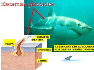 Escamas placóides
ESMALTE
DERME
DENTINA
(POLPA)
EPIDERME
AS ESCAMAS SÃO HOMÓLOGAS
AOS DENTES (MESMA ORIGEM)
 