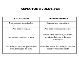 ASPECTOS EVOLUTIVOS
CICLOSTOMATA CHONDRICHTHYES
Não posuem mandíbulas Apresentam mandíbula
Pele sem escamas Pele com escamas placóides
Nadadeira mediana dorsal
Nadadeiras peitorais, caudais,
pélvicas, laterais e dorsais
medianas
Fecundação externa, postura de
ovos, formação de larva
Gônadas pares, fecundação interna,
desenvolvimento direto
 