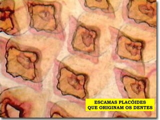 ESCAMAS PLACÓIDES
QUE ORIGINAM OS DENTES
 