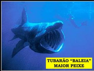 TUBARÃO “BALEIA”
MAIOR PEIXE
 
