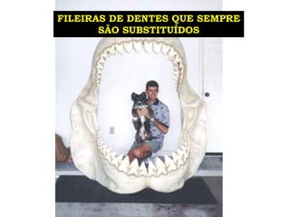 FILEIRAS DE DENTES QUE SEMPRE
SÃO SUBSTITUÍDOS
 