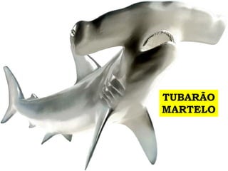 TUBARÃO
MARTELO
 