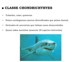 • Tubarões, raias, quimeras
• Peixes cartilaginosos (menos diversificados que peixes ósseos)
• Derivados de ancestrais que tinham ossos desenvolvidos
• Quase todos marinhos (somente 28 espécies dulcícolas)
■ CLASSE CHONDRICHTHYES
 