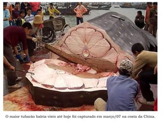 O maior tubarão baleia visto até hoje foi capturado em março/07 na costa da China.
 