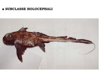 ■ SUBCLASSE HOLOCEPHALI
 