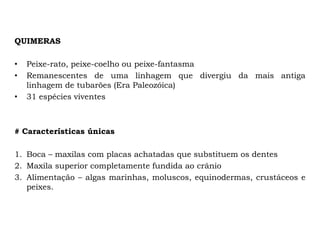 QUIMERAS
• Peixe-rato, peixe-coelho ou peixe-fantasma
• Remanescentes de uma linhagem que divergiu da mais antiga
linhagem de tubarões (Era Paleozóica)
• 31 espécies viventes
# Características únicas
1. Boca – maxilas com placas achatadas que substituem os dentes
2. Maxila superior completamente fundida ao crânio
3. Alimentação – algas marinhas, moluscos, equinodermas, crustáceos e
peixes.
 