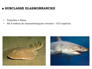 • Tubarões e Raias
• Há 9 ordens de elasmobrânquios viventes – 815 espécies
■ SUBCLASSE ELASMOBRANCHII
 
