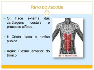 MÚSCULOS ERETORES DO TRONCO 
Presente do osso occipital ao sacro: 
Transverso espinhal 
Interespinhal 
Multífidos 
Ro...