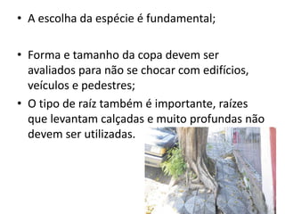 • A escolha da espécie é fundamental;
• Forma e tamanho da copa devem ser
avaliados para não se chocar com edifícios,
veículos e pedestres;
• O tipo de raíz também é importante, raízes
que levantam calçadas e muito profundas não
devem ser utilizadas.
 