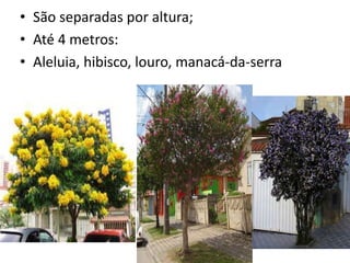 • São separadas por altura;
• Até 4 metros:
• Aleluia, hibisco, louro, manacá-da-serra
 