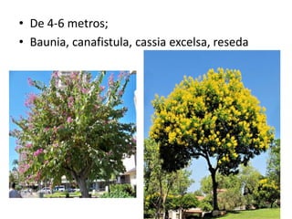 • De 4-6 metros;
• Baunia, canafistula, cassia excelsa, reseda
 