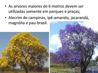 • As arvores maiores de 6 metros devem ser
utilizadas somente em parques e praças;
• Alecrim de campinas, ipê-amarelo, jacarandá,
magnólia e pau-brasil.
 