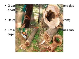 • O vandalismo e a principal causa de morte das
arvores plantadas;
• De cada 100 plantas apenas 30 sobrevivem;
• Em árvores velhas os principais problemas sao
cupins, e doenças fitossanitárias.
 