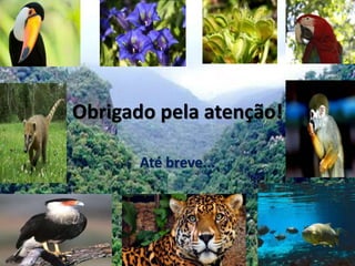 Obrigado pela atenção!
Até breve...
 