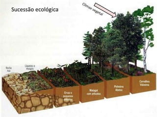 Sucessão ecológica
 