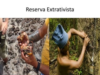 Reserva Extrativista
• Área pública com uso concedido às populações que
vivem do extrativismo;
• Proteger os meios de vida e cultura da população;
• Pesquisa pública é incentivada e visitação permitida;
• Exploração comercial de madeira só é permitida em
bases sustentáveis.
 