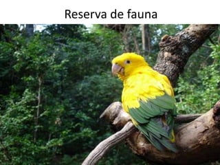 Reserva de fauna
• Área pública natural;
• Abriga populações animais destinadas ao
estudos,para manejo sustentável de recursos
de fauna;
• A caça é proibida e a visitação pode ser
permitida.
 