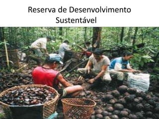 Reserva de Desenvolvimento
Sustentável
• Área pública natural;
• Abrange populações tradicionais permitindo a exploração
sustentável dos recursos naturais;
• O objetivo é preservar a natureza e assegurar condições
para melhoria de qualidade de vida;
• Visitação pública e a pesquisa são incentivadas;
• Exploração de componentes permitidas em regime de
manejo sustentável.
 