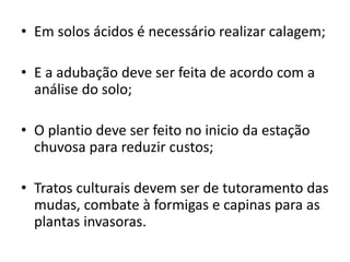 • Em solos ácidos é necessário realizar calagem;
• E a adubação deve ser feita de acordo com a
análise do solo;
• O plantio deve ser feito no inicio da estação
chuvosa para reduzir custos;
• Tratos culturais devem ser de tutoramento das
mudas, combate à formigas e capinas para as
plantas invasoras.
 