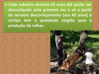 Cada sobreiro demora 25 anos até poder ser
descortiçado pela primeira vez e só a partir
do terceiro descortiçamento (aos 43 anos) a
cortiça tem a qualidade exigida para a
produção de rolhas.
 