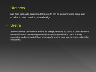 • Ureteres
São dois tubos de aproximadamente 20 cm de comprimento cada, que
conduz a urina dos rins para a bexiga.
• Uretra
Tubo muscular, que conduz a urina da bexiga para fora do corpo. A uretra feminina
mede cerca de 5 cm de comprimento e transporta somente a urina. A uretra
masculina mede cerca de 20 cm e transporta a urina para fora do corpo, e também
o esperma.
 