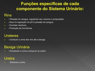 Rins
 - Filtração do sangue, regulando seu volume e composição;
 - Atua na regulação do pH e pressão do sangue;
 - Excretar resíduos;
 - Produção de hormônios.
Ureteres
 - Conduzir a urina dos rins até a bexiga.
Bexiga Urinária
 - Armazenar a urina e lança-la na uretra
Uretra
 - Eliminar a urina.
 