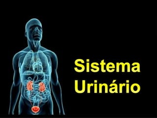 Sistema
Urinário
 